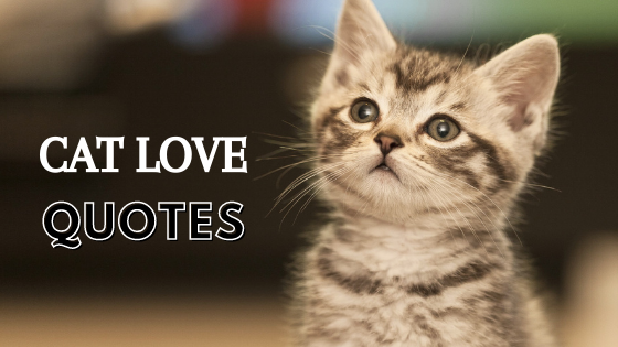 Cat Love Quotes | Quotes about cats