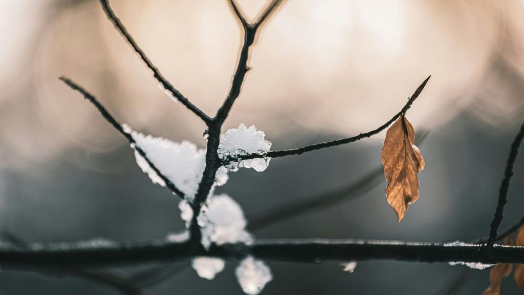 Seasonal Transitions Fall to Winter