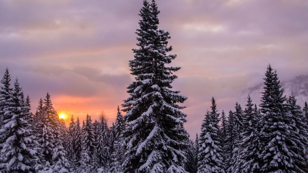 Winter Morning